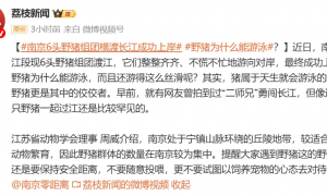 南京6头野猪组团横渡长江，成功上岸，专家推测是全家出动觅食